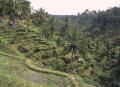 riziere  bali.jpg